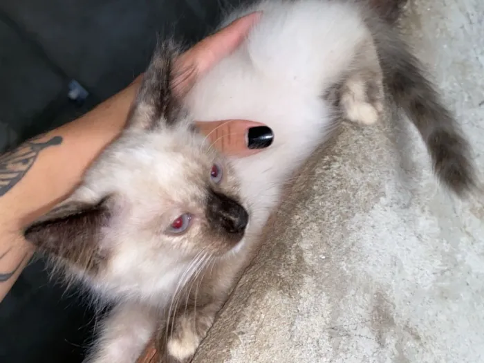 Gato raça Siamês idade 2 a 6 meses nome Sem nome