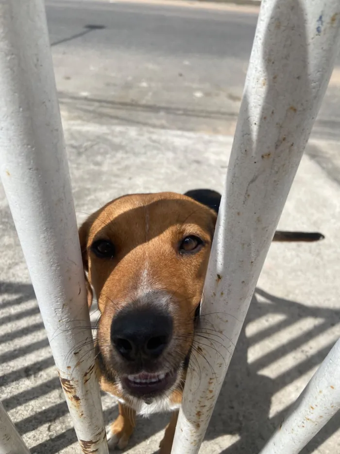 Cachorro raça SRD-ViraLata idade 2 a 6 meses nome Luke