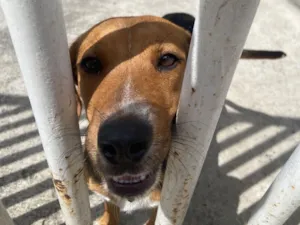 Cachorro raça SRD-ViraLata idade 2 a 6 meses nome Luke