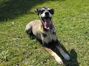 Cachorro raça SRD-ViraLata idade 6 ou mais anos nome Chocolat 