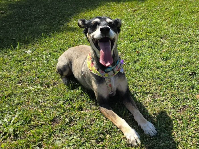 Cachorro raça SRD-ViraLata idade 6 ou mais anos nome Chocolat 