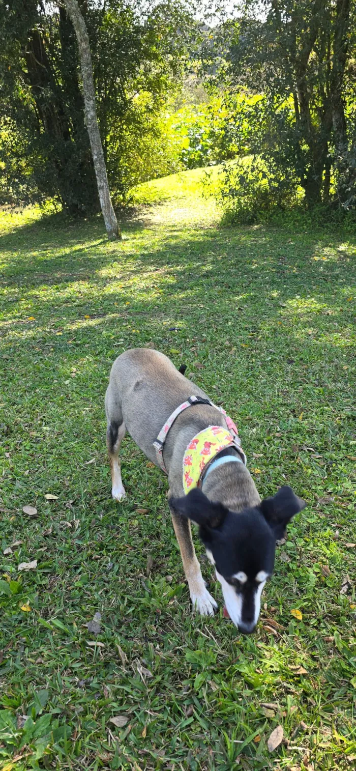 Cachorro raça SRD-ViraLata idade 6 ou mais anos nome Chocolat 