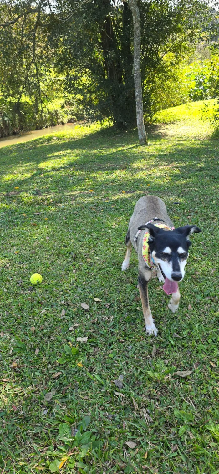 Cachorro raça SRD-ViraLata idade 6 ou mais anos nome Chocolat 