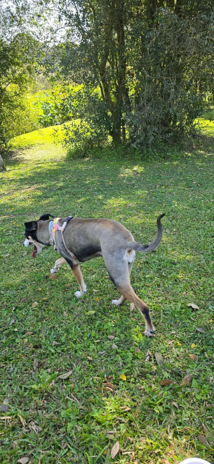 Cachorro raça SRD-ViraLata idade 6 ou mais anos nome Chocolat 