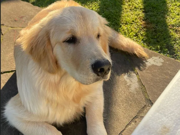 Cachorro raça Labrador idade 2 anos nome Charlie