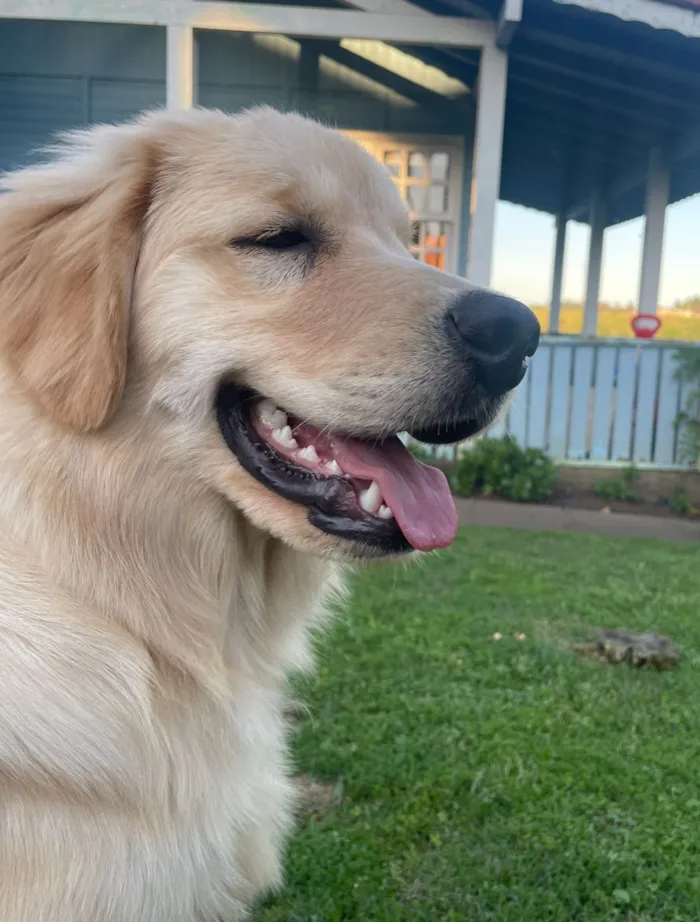Cachorro raça Labrador idade 2 anos nome Charlie