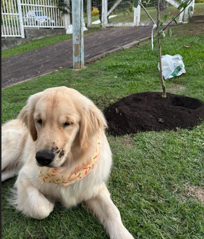 Cachorro raça Labrador idade 2 anos nome Charlie