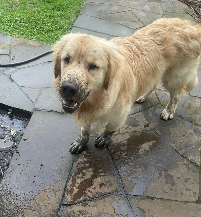 Cachorro raça Labrador idade 2 anos nome Charlie