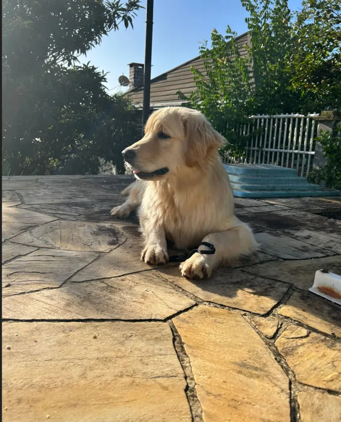 Cachorro raça Labrador idade 2 anos nome Charlie