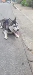 Cachorro raça Husky Siberiano idade 7 a 11 meses nome Nevasca 