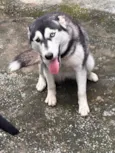 Cachorro raça Husky Siberiano idade 7 a 11 meses nome Nevasca 