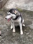 Cachorro raça Husky Siberiano idade 7 a 11 meses nome Nevasca 