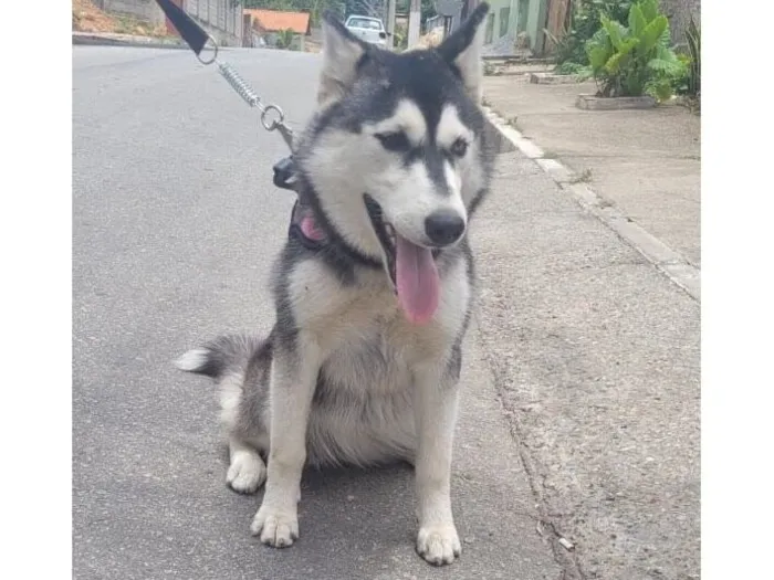Cachorro raça Husky Siberiano idade 7 a 11 meses nome Nevasca 