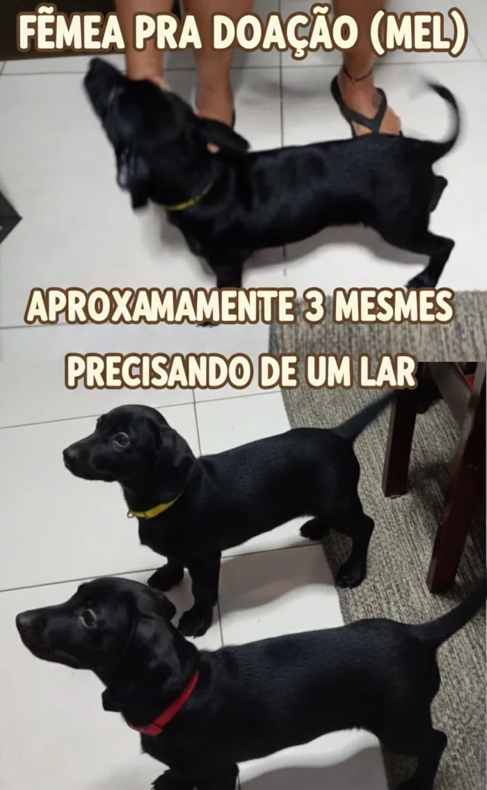 Cachorro raça SRD-ViraLata idade 7 a 11 meses nome Mel