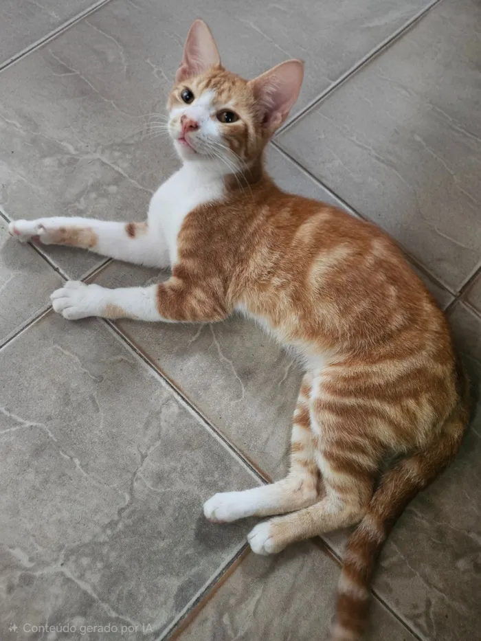 Gato raça SRD-ViraLata idade 2 a 6 meses nome Brad Pitt