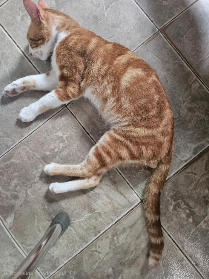 Gato raça SRD-ViraLata idade 2 a 6 meses nome Brad Pitt