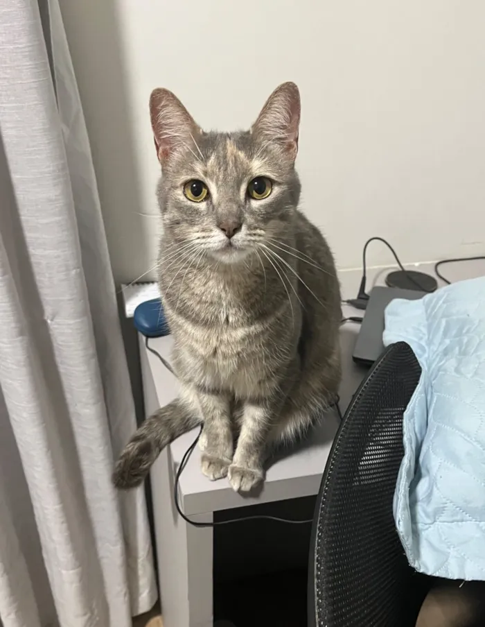 Gato raça SRD-ViraLata idade 4 anos nome Belinha 