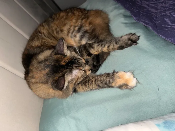 Gato raça SRD-ViraLata idade 4 anos nome Muana 