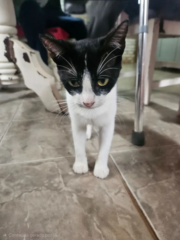 Gato raça SRD-ViraLata idade 2 a 6 meses nome George Clooney