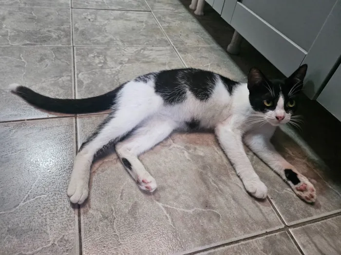 Gato raça SRD-ViraLata idade 2 a 6 meses nome George Clooney