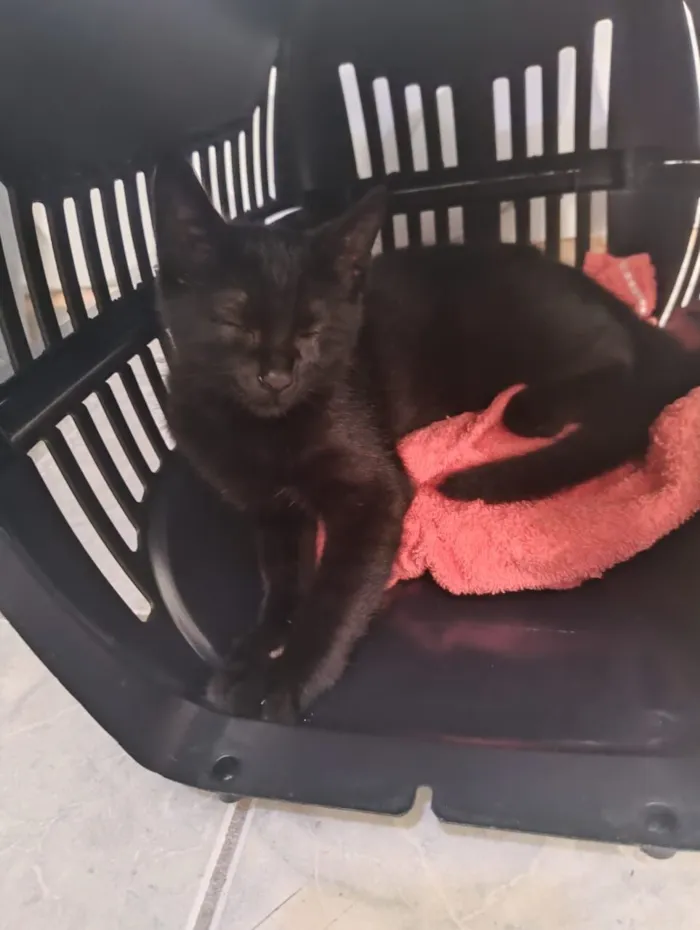 Gato raça SRD-ViraLata idade 2 a 6 meses nome Lian