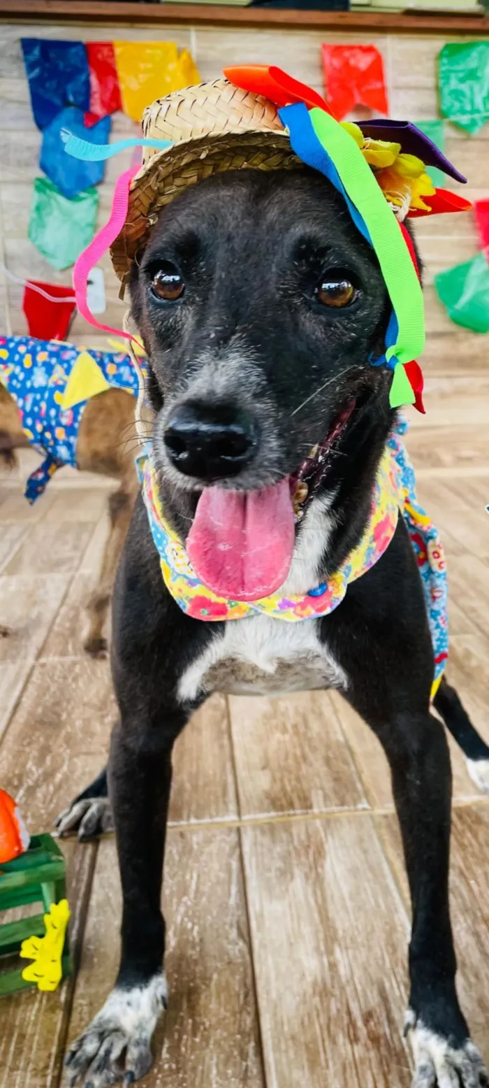 Cachorro raça SRD-ViraLata idade 5 anos nome Amélia 