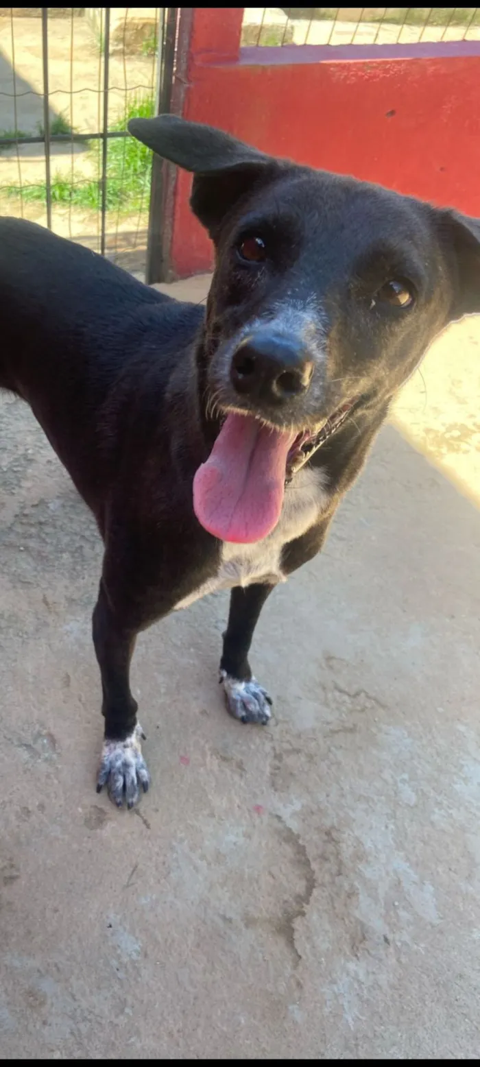 Cachorro raça SRD-ViraLata idade 5 anos nome Amélia 