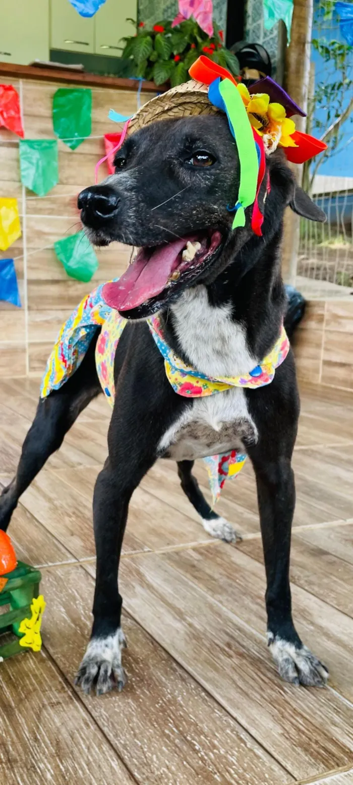 Cachorro raça SRD-ViraLata idade 5 anos nome Amélia 