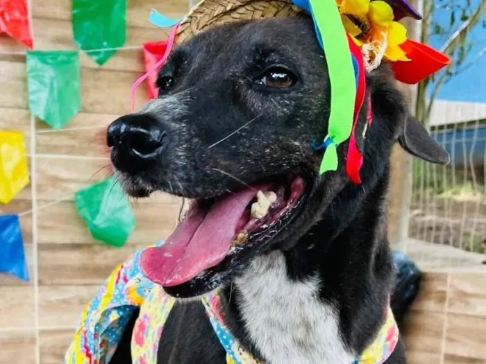 Cachorro raça SRD-ViraLata idade 5 anos nome Amélia 