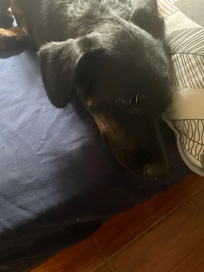 Cachorro raça SRD-ViraLata idade 7 a 11 meses nome Neguinha