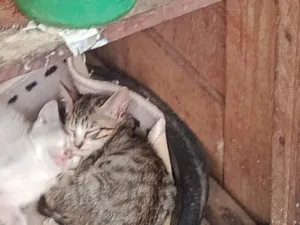 Gato raça SRD-ViraLata idade 2 a 6 meses nome Gatinho, cor branca (sem nome)