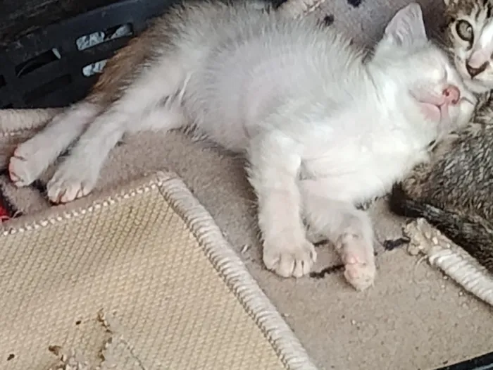 Gato raça SRD-ViraLata idade 2 a 6 meses nome Gatinho, cor branca (sem nome)