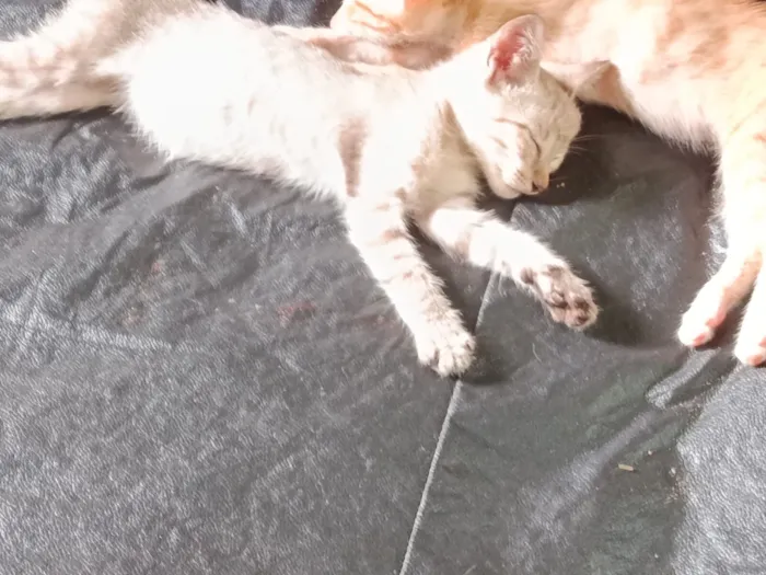 Gato raça SRD-ViraLata idade 2 a 6 meses nome Gatinho, cor branca (sem nome)