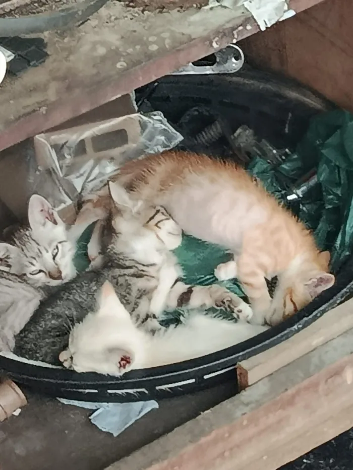 Gato raça SRD-ViraLata idade 2 a 6 meses nome Gatinho, cor branca (sem nome)