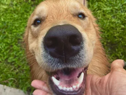 Cachorro raça Golden Retriever idade 2 a 6 meses nome Paçoca
