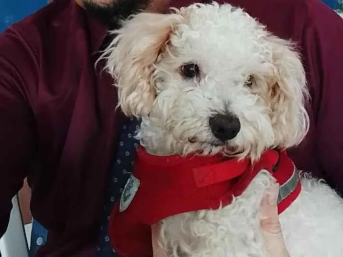 Cachorro raça Poodle idade 3 anos nome Jimmy 