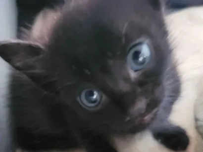 Gato raça SRD-ViraLata idade 2 a 6 meses nome Não possui nome