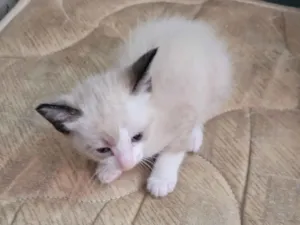 Gato raça SRD-ViraLata idade 2 a 6 meses nome Não possui nome