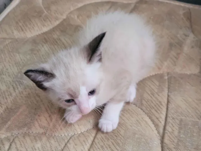 Gato raça SRD-ViraLata idade 2 a 6 meses nome Não possui nome