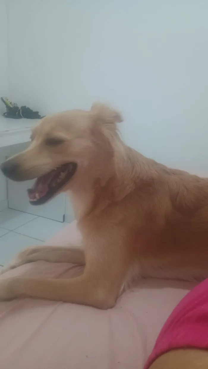 Cachorro raça SRD-ViraLata idade 6 ou mais anos nome Maia