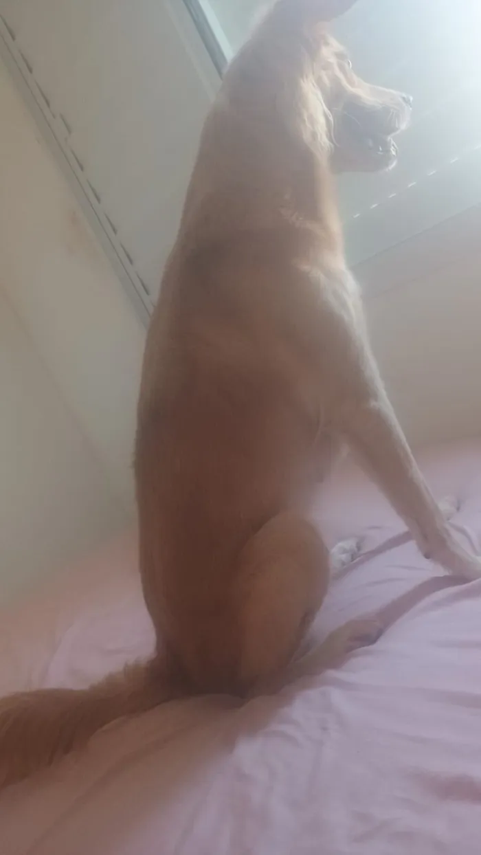 Cachorro raça SRD-ViraLata idade 6 ou mais anos nome Maia