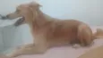 Cachorro raça SRD-ViraLata idade 6 ou mais anos nome Maia