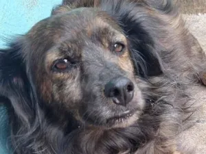 Cachorro raça SRD-ViraLata idade 6 ou mais anos nome Formiga