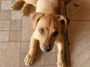 Cachorro raça SRD-ViraLata idade Abaixo de 2 meses nome Sem nome 