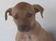 Cachorro raça SRD-ViraLata idade 2 a 6 meses nome PRINCESA
