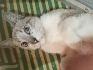 Gato raça Siamês idade 2 a 6 meses nome HENRY