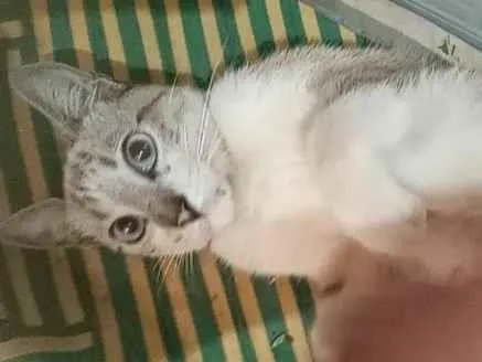 Gato raça Siamês idade 2 a 6 meses nome HENRY