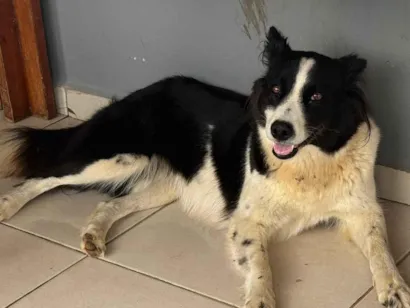 Cachorro raça SRD-ViraLata idade 2 anos nome Linda