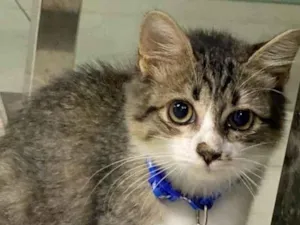 Gato raça SRD-ViraLata idade 7 a 11 meses nome Akira