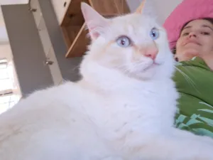 Gato raça Angorá idade 4 anos nome Branco 